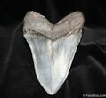 Sharply Serrated Inch Megalodon Tooth #703-1